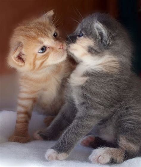 Kitten Kisses 11th March 2016 We Love Cats And Kittens