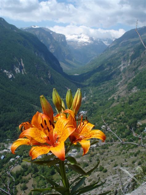 Mountain Flower Free Photo Download Freeimages