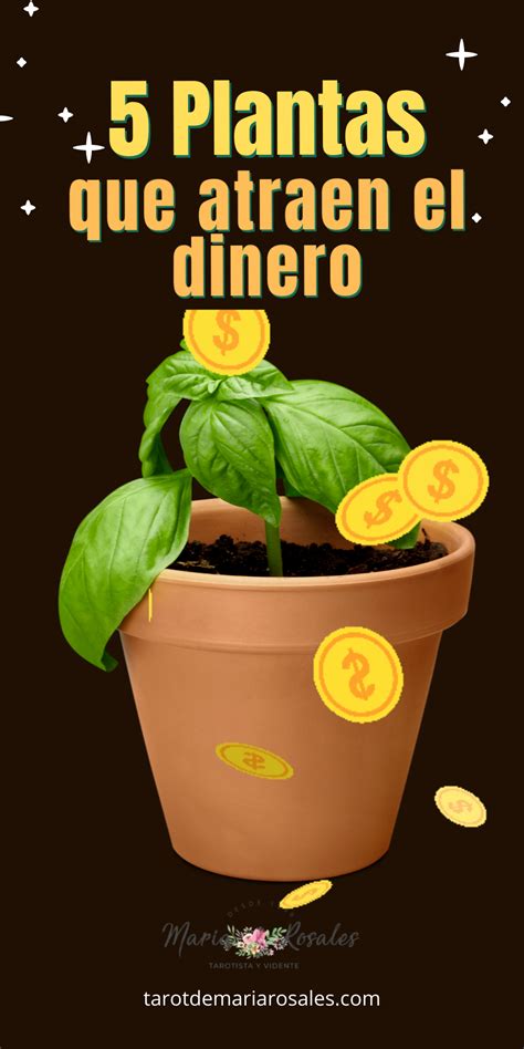 Existen Las Plantas Para Atraer El Dinero Para La Buena Suerte Y La