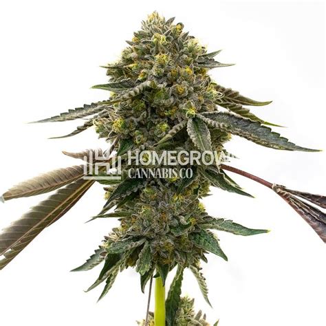 Homegrown Cannabis Co Blue Mist Weed Seeds Leafly