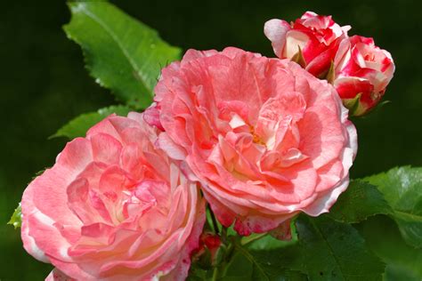 Free Images Blossom Flower Petal Macro Pink Shrub Beauty