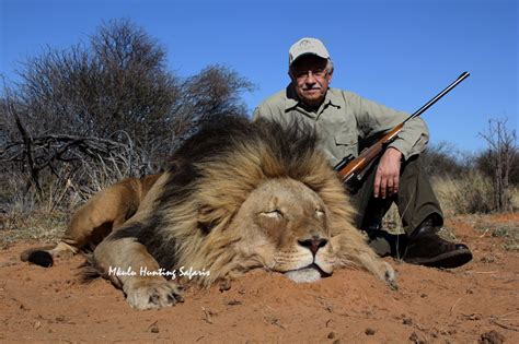 African Lion Hunting Safaris Mkulu African Hunting Safaris