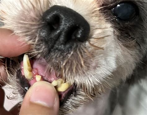 Lump On Dogs Mouth And Leg Vet Help Direct