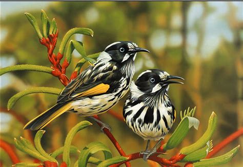Beautiful Birds Wallpaper 18611 Wallpaper Cool
