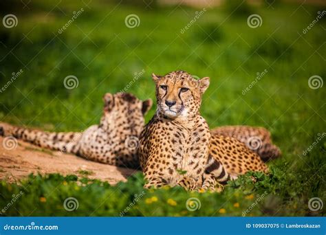 Two Beautiful Cheetahs Resting And Sunbathing Stock Image Image Of