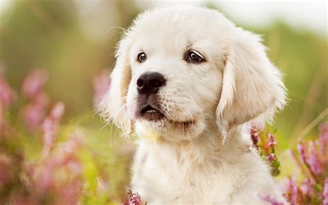 2560x1600 Puppy Dog Pet Golden Retriever Baby Animal Wallpaper