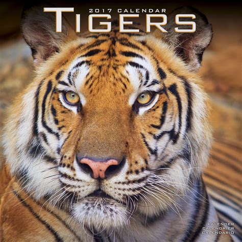 Tigers Calendar 2017 30130 17 Wildlife Animals