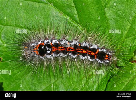 Yellow Tail Moth Caterpillar Euproctis Similis It Feeds On A Stock