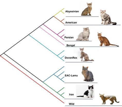 Maximum Likelihood Phylogenetic Tree Constructed Using Whole Genome Download Scientific Diagram
