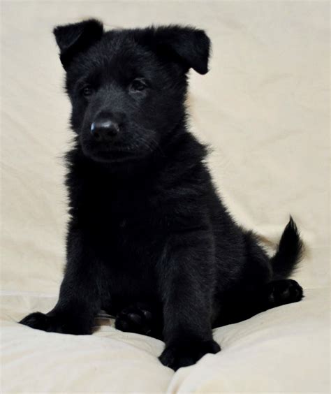 7 Things You Didnt Know About The Black German Shepherd