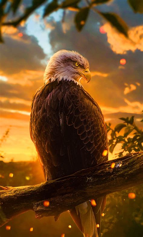 Bald Eagle Sunset Wallpapers Wallpaper Cave