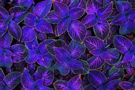 10 Different Types Of Coleus Flowers Container Plants Container
