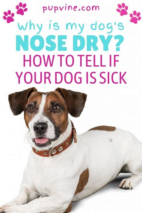 Why Is My Dogs Nose Dry How To Tell If Your Dog Is Sick