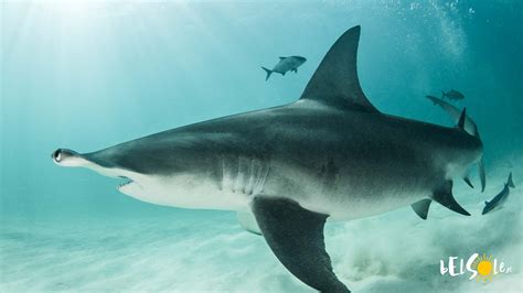 Czy W Morzu Martwym Są Rekiny Czy Są Ataki Rekinów Belsole