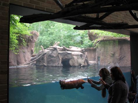 Childrens Zoo Beaver Exhibit Zoochat