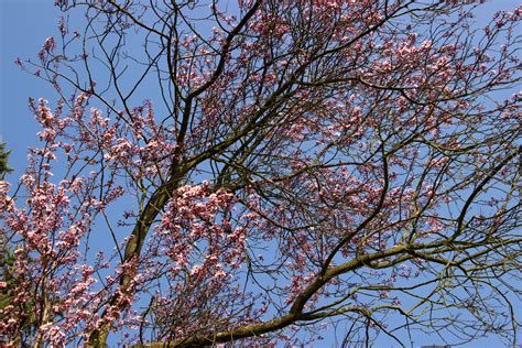 Free Images Tree Branch Sky Leaf Flower Bloom Spring Autumn