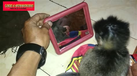 Jun 04, 2021 · terlihat monyet berukuran sekitar setengah meter itu lahap menyantap jagung bakar milik pengunjung yang terletak di atas meja berwarna merah. Lucu,cute ngakak,funny, anak monyet main bayangan di ...
