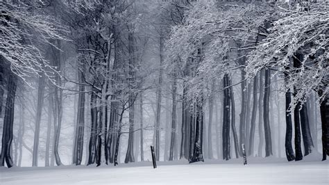 Black And White Photo Of Snow Covered Trees In The Forest Hd Nature