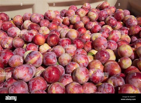 African Plum Hi Res Stock Photography And Images Alamy