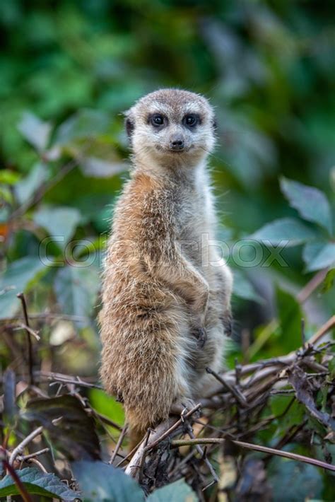 Close Cute Meerkat Standing Looking For Stock Image Colourbox