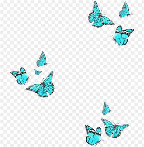 Butterfly Picsart Cutout Png And Clipart Images Toppng