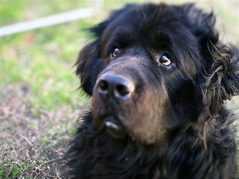 Royalty Free Newfoundland Dog Pictures Images And Stock Photos Istock
