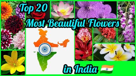 Top Most Beautiful Flowers In India Flowers Names Species Endemic