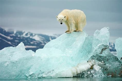 Polar Bear Ursus Maritimus Perches Photograph By Steven Kazlowski