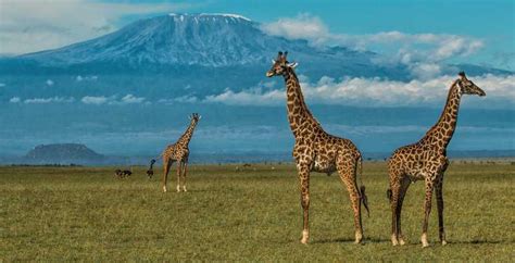 Z Nairobi Wycieczka Do Parku Narodowego Amboseli I Wioski Masajów