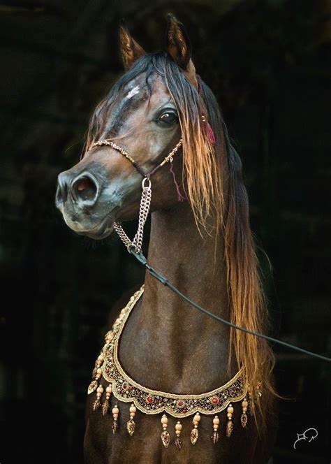 Aladdin Beautiful Arabian Horses Beautiful Horses All Horse Breeds