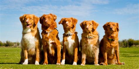 The Nova Scotia Duck Tolling Retriever Or ‘little River Duck Dog Is