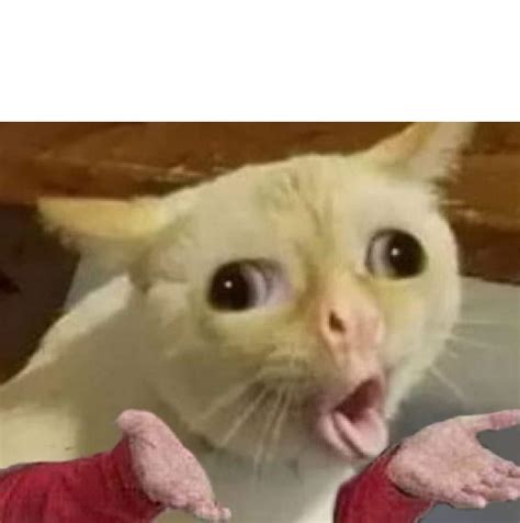 Search more hd transparent cat meme image on kindpng. Cat Meme Coughing - Best Cat Wallpaper
