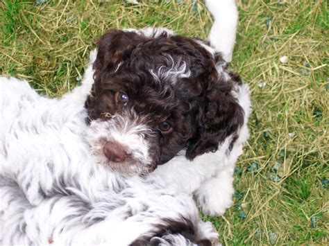 Friend me on facebook using my registration name: Puppies - BuonAmici, Lagotto Romagnolo