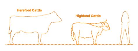 Highland Cattle Dimensions And Drawings