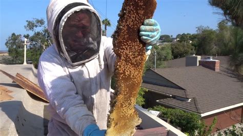 Bee Hive Removal And Open A Roof The Right Way Youtube