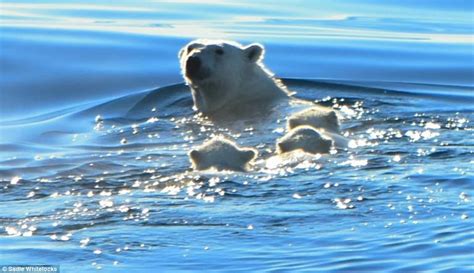 Polar Bear Cubs Captured Off Baffin Island Embarking On A Mammoth Swim