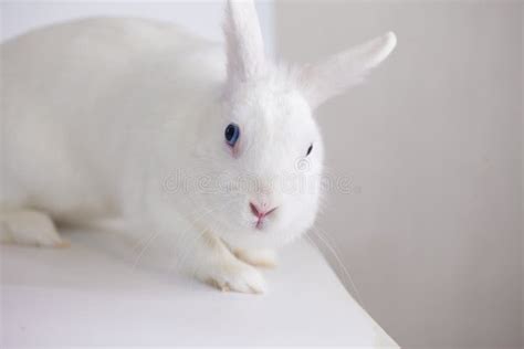 Snow White Easter Rabbit With Blue Eyes On A White Stock Image Image