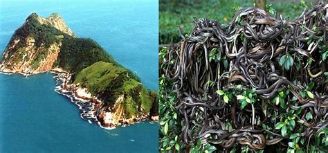 University of sao paulo researcher marcio martins holds one snake while watching another, a deadly venomous snake living only on queimada grande island, atlantic forest. Snake's Island (Ilha da Queimada Grande)