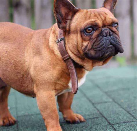 The colorful guide to dogs. French Bulldog Colors Explained | Ethical Frenchie