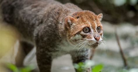 The Top 10 Smallest Wild Cats In The World A Z Animals