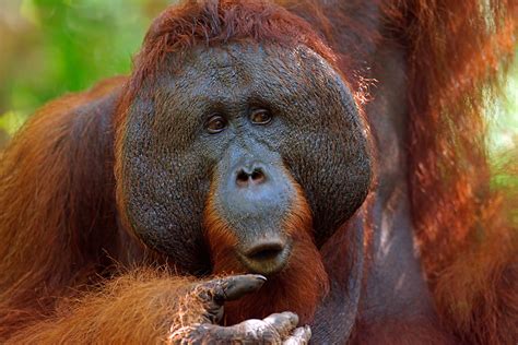 Male Bornean Orangutan Pongo Pygmaeus Foto And Bild Animals Wildlife