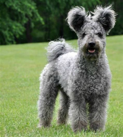 Hungarian Pumi A Medium Sized Herding Breed The Pumi Is Know For