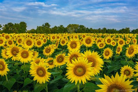 Kansas Sunflowers Sunflower Field In Kansas Just After