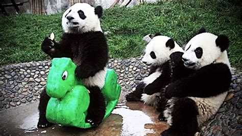 Playing Pandas 🐼 Baby Panda Funny Pets Clipfail
