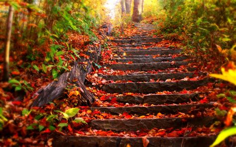 Wallpaper Sunlight Forest Fall Leaves Nature Red Stairs Tree