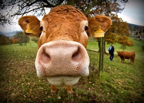 Krávy Mohou Produkovat O 82 Méně Skleníkových Plynů Stačí Lehce