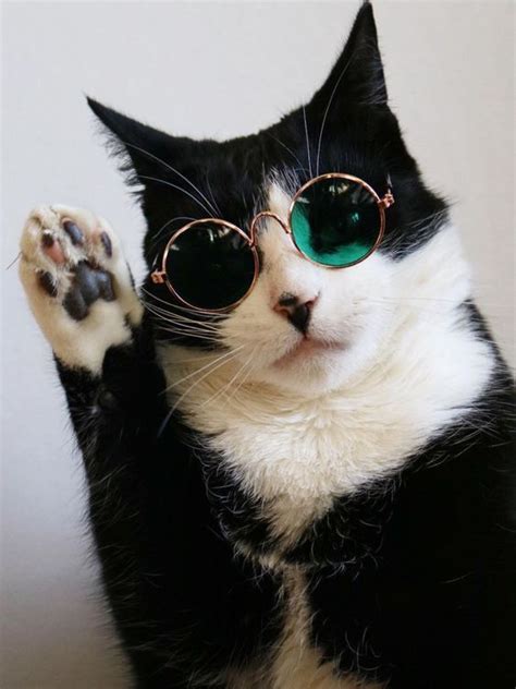 National Sunglasses Day Check Out These 5 Instagram Cool Cats Sporting