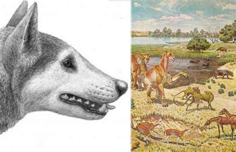 New Species Of Ancient Dog That Lived In North America 12 Million Years