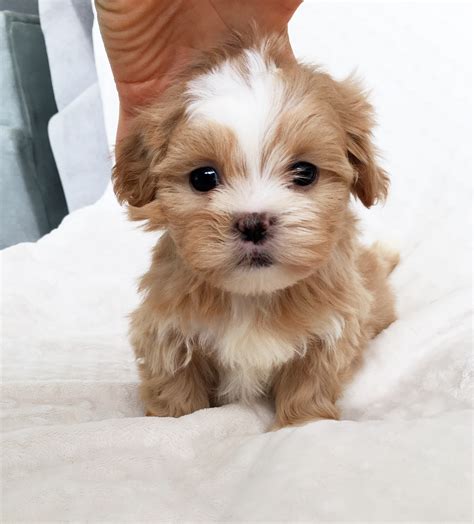 Small Lab Puppies For Sale Near Me at joantmarkle blog