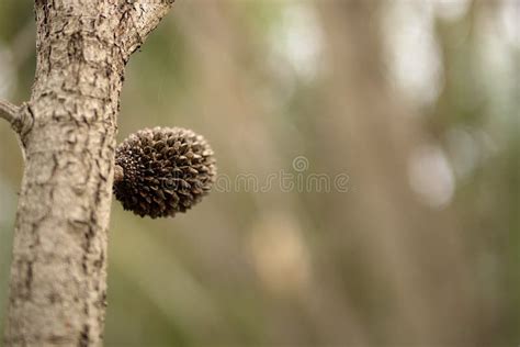 Tree With Spiky Balls Australia Isaias Calvin